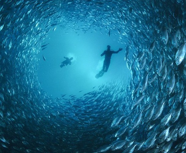 Flocking System – Programming Assignment